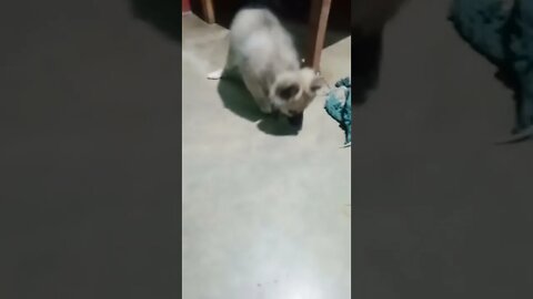 puppy on mybtstory challenge💕|#mybtstory #yettocome #shorts #shortvideo #dogs #firstshortvideo