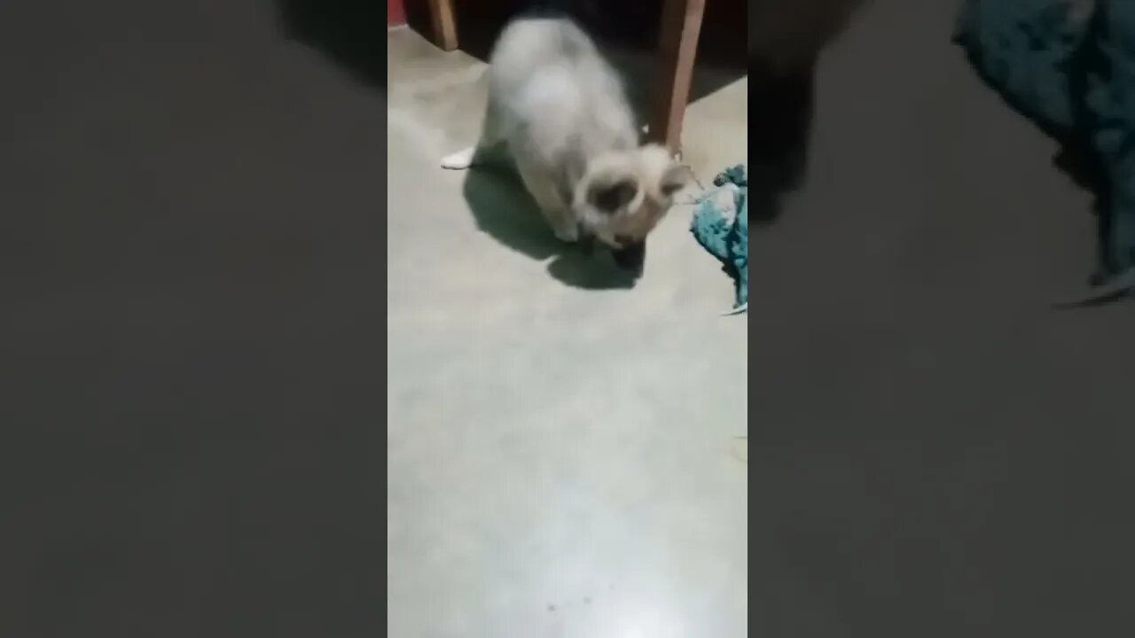 puppy on mybtstory challenge💕|#mybtstory #yettocome #shorts #shortvideo #dogs #firstshortvideo