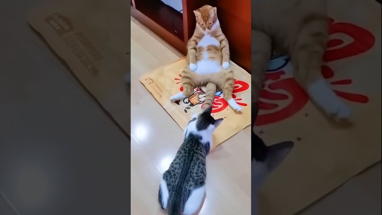 🐈🤣Funny Cats Videos