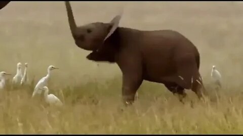 Baby elephants don't learn to control their trunks until they’re about a year old #elephant #animal