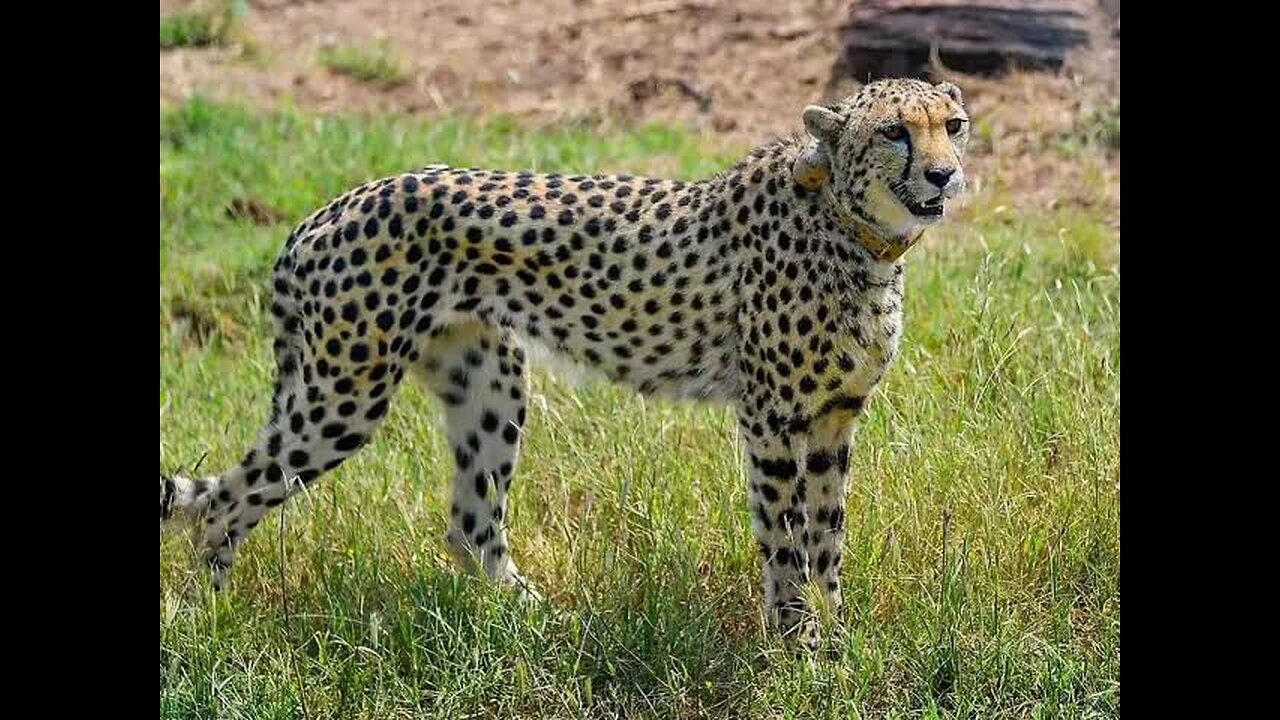 Viral rajasthan video cheetah sleeping