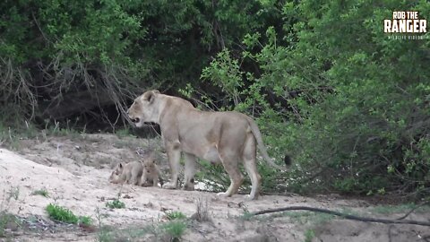 Daughters Of The Mapogo Lions - Rebuilding The Othawa Pride - 145: More Time With The Cubs