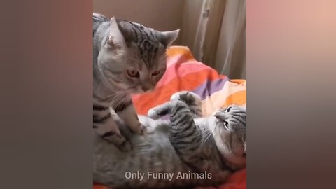 Funny Cat Video 😸 New Funny Animals 2023 😂 Funniest Animals 2023