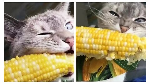 The cat eats corn 😊