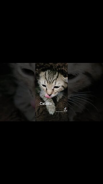 Rescue Kitten Catzilla Here comes the smolder