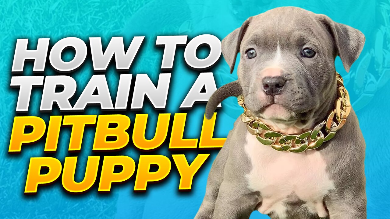 How To Train A Pitbull Puppy: The Top 10 Tips You Need To Know