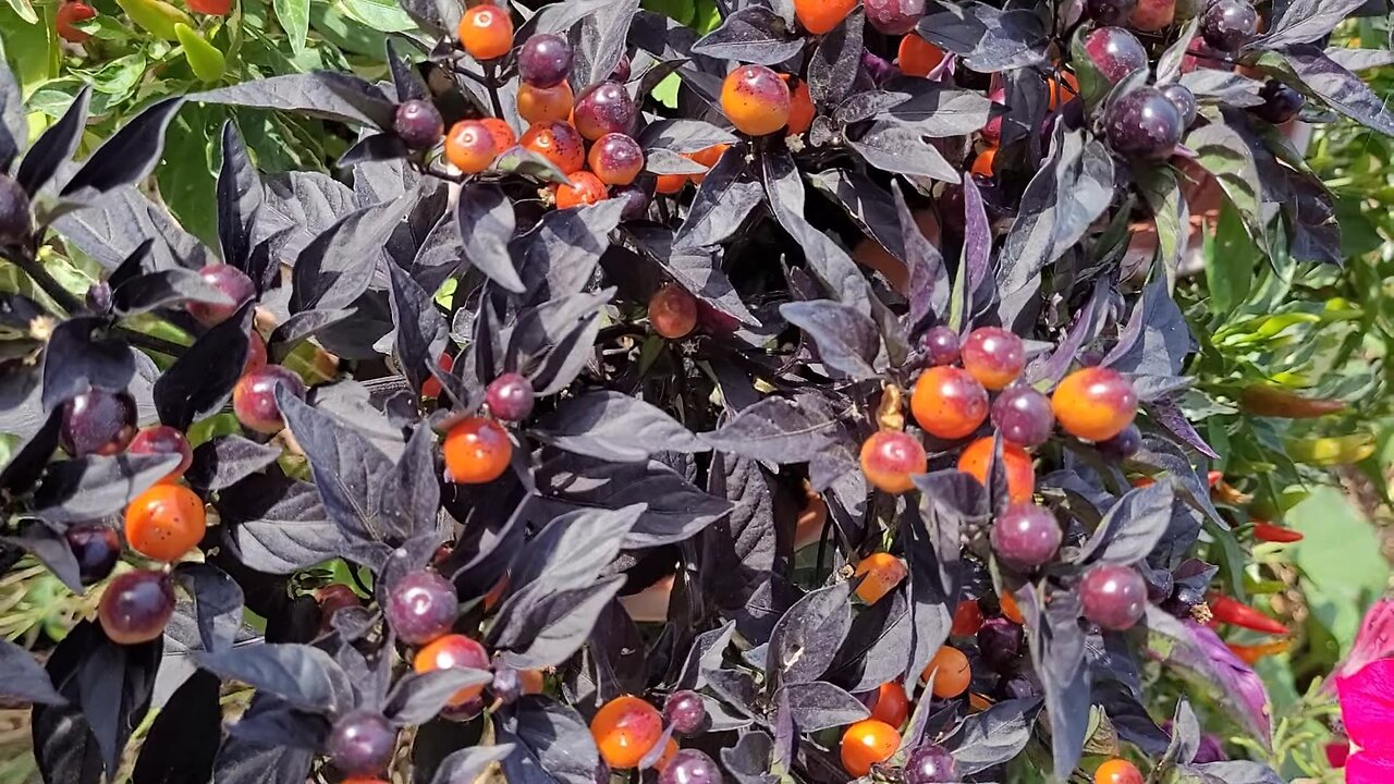 Midwest Midnight Orange Pepper - A Beautiful Ornamental Pepper