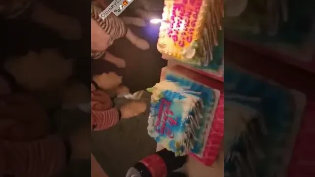 My Shih tzus birthday celebration | Happy Birthday Chummy and Lala @ 4!!! 🐶🐾🎁🎂