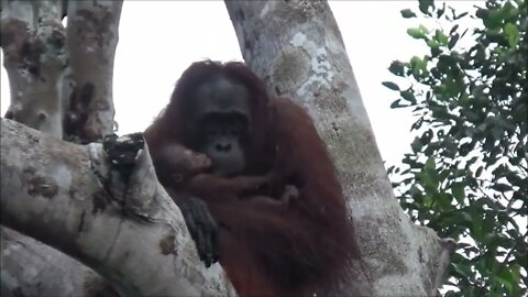 Newborn Orangutan in the Lamandau Wildlife Reserve!