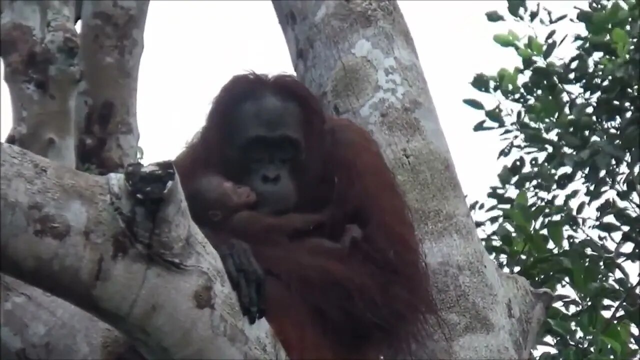 Newborn Orangutan in the Lamandau Wildlife Reserve!