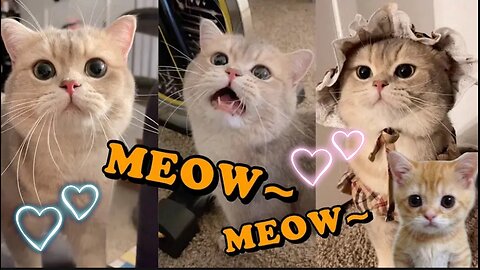 Cute Cat Cash’s Meow talk meow cat