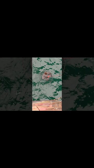 Bat Ray Imperial Beach Pier, San Diego, CA 6/30/21