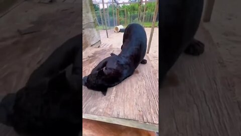 Black Jaguar gets high on catnip for the first time
