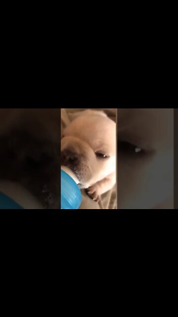 cute animals #short #shorts #cute animals 15