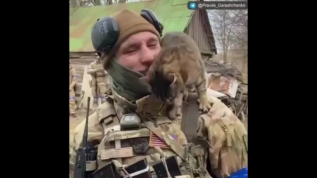 🇺🇦GraphicWar18+🔥Ukraine Warrior Cats Not Afraid of War - Ukraine Armed Forces(ZSU) #Shorts