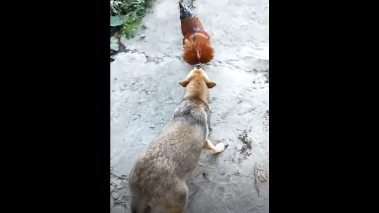 Chicken VS Dog Fight - Funny Dog Fight Videos