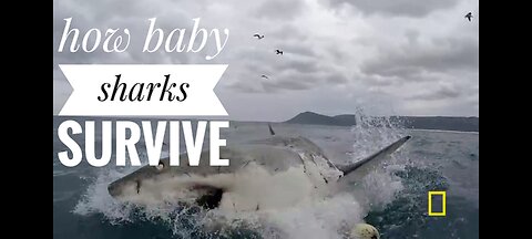 How shark baby survive