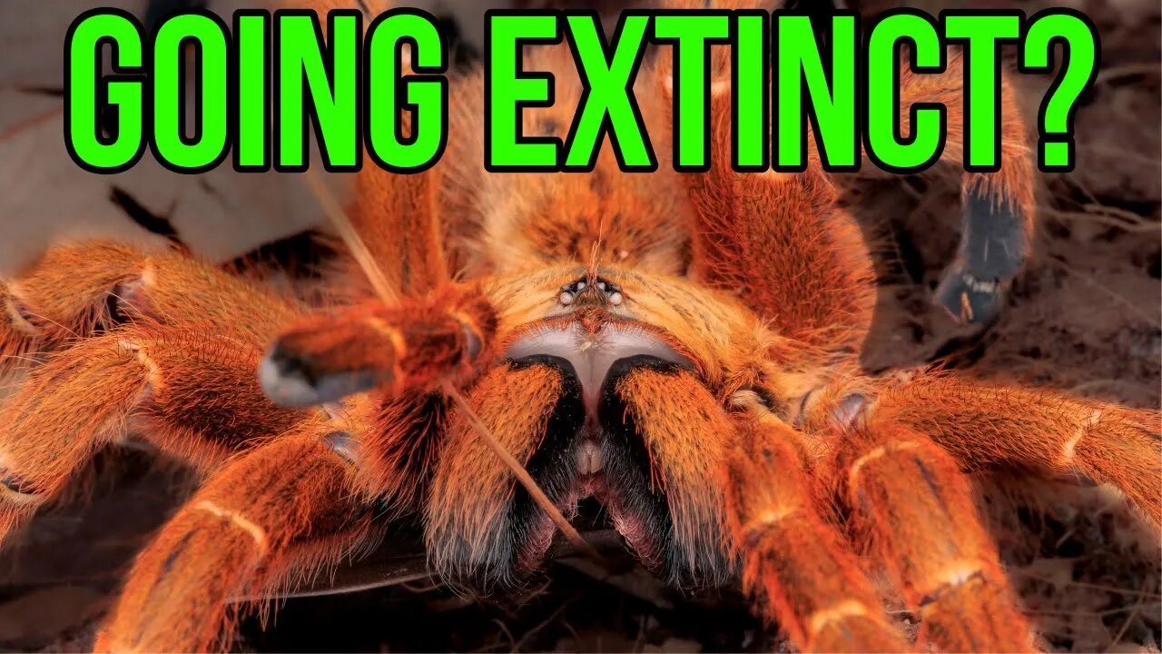 Tarantulas Are DISAPPEARING in the Wild! Here Is Why