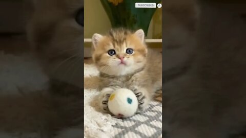 funny cat videos | cute cat videos| cute animals funny cats #shorts #shortsfunny #cutecat #funnycat