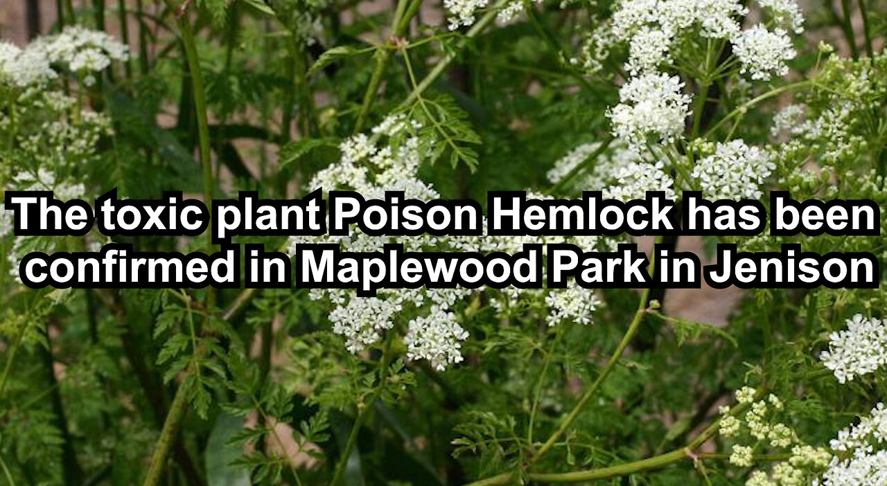 The toxic plant Poison Hemlock has been confirmed in Maplewood Park in Jenison