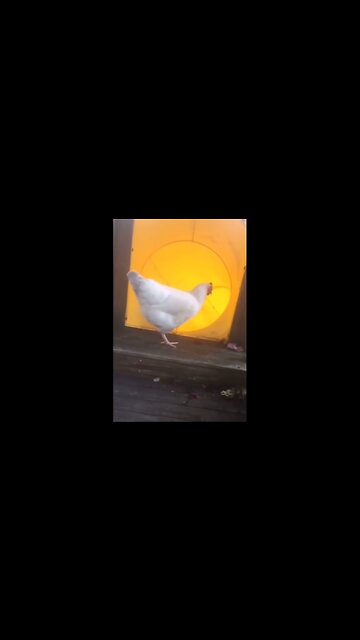 That was chicken for "OH SHIT!!!!"