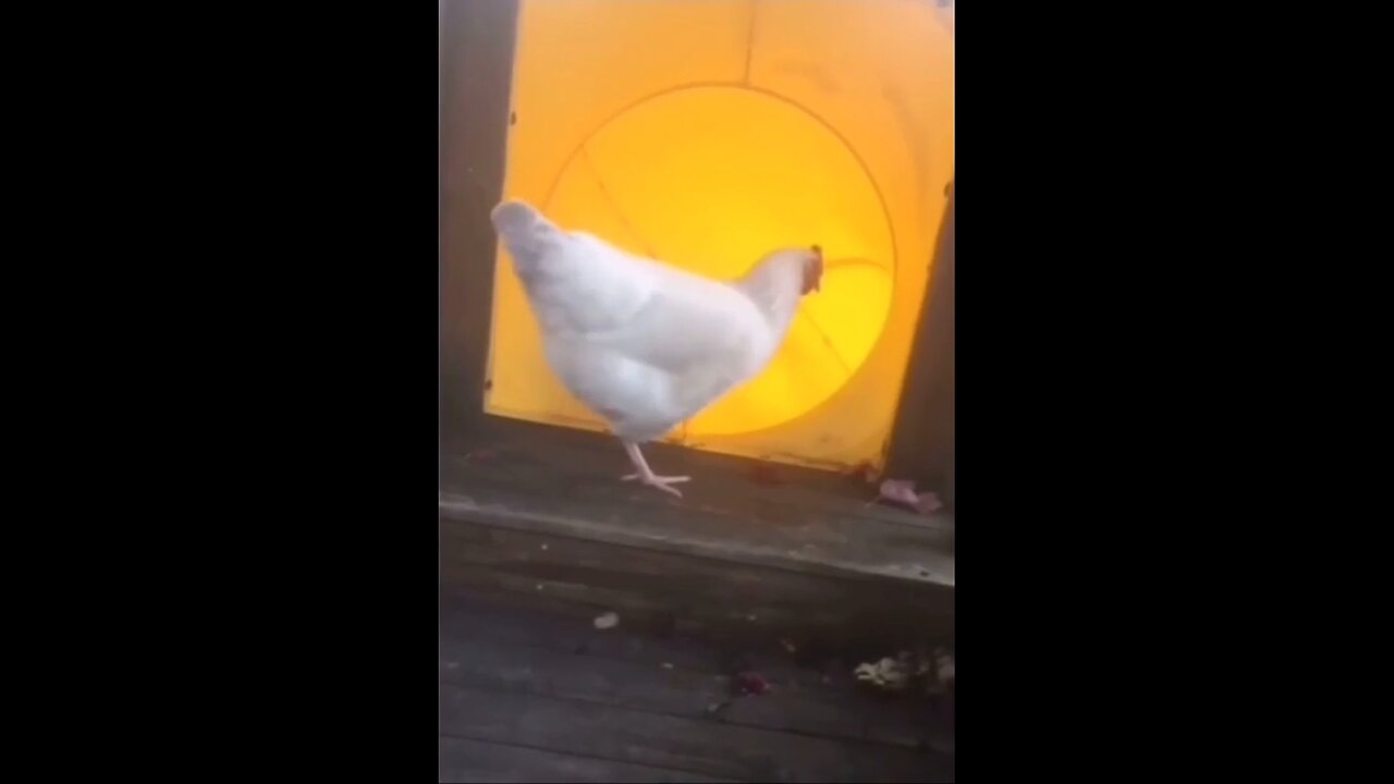 That was chicken for "OH SHIT!!!!"
