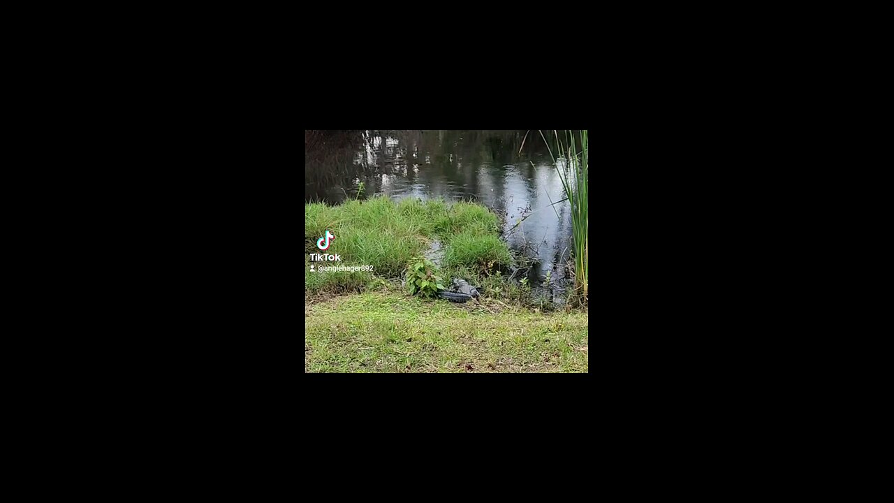 First time seeing an alligator