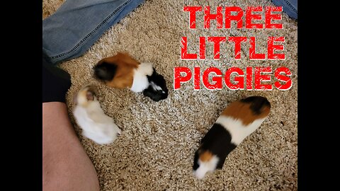 Three Little Piggies