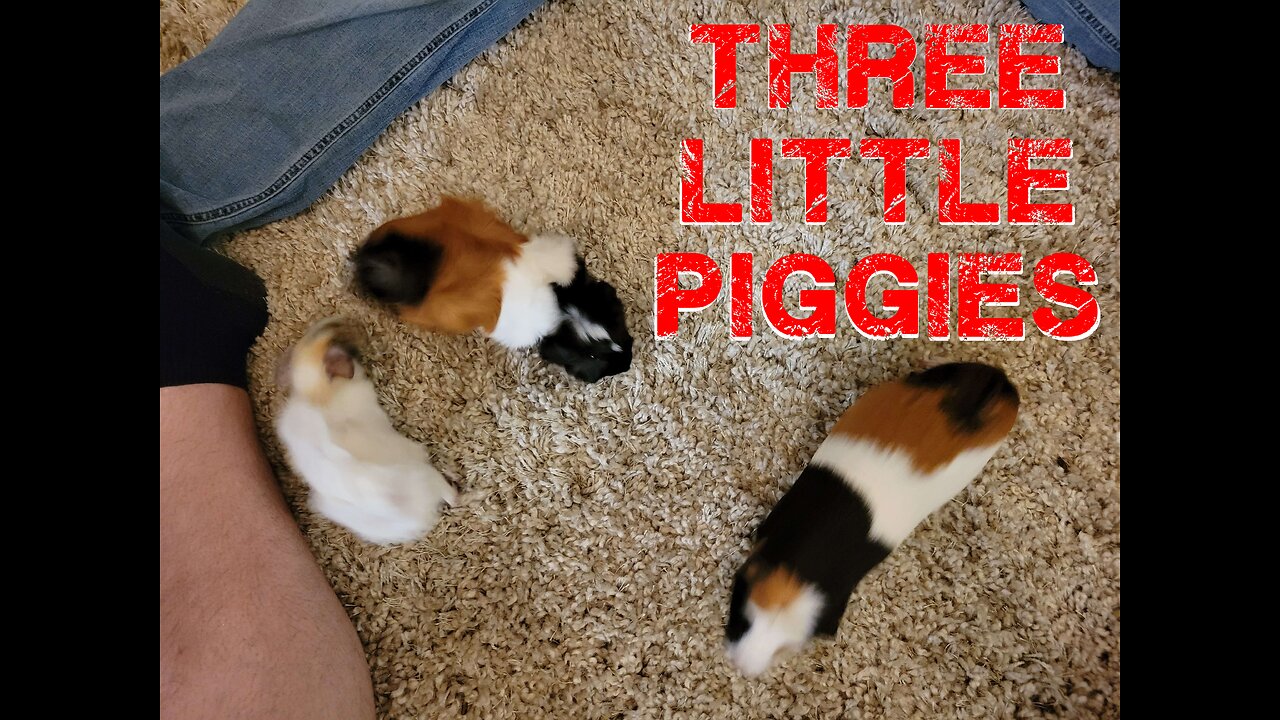 Three Little Piggies
