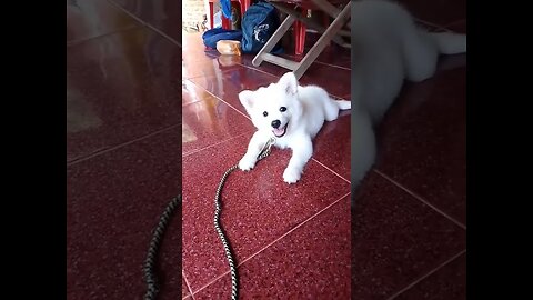 CUTE BABY DOG BARKING❣️@