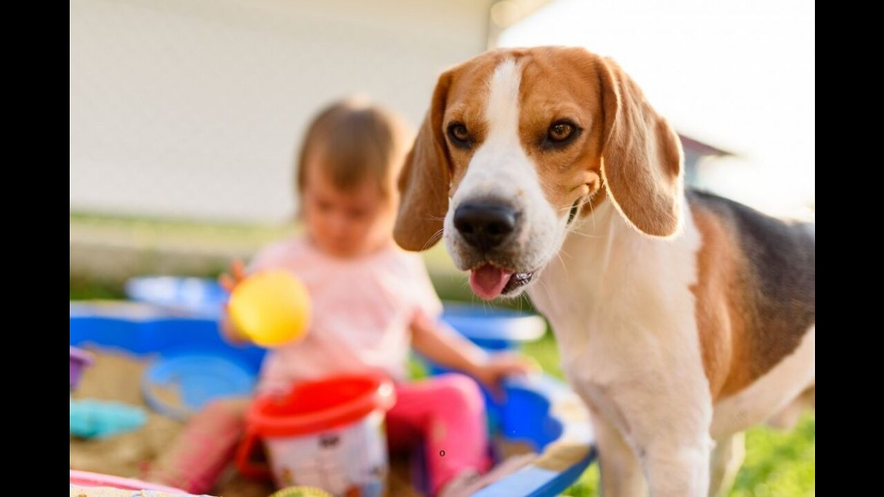 playful dog