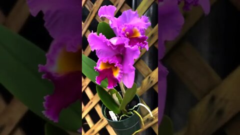 How to take care of Orchids