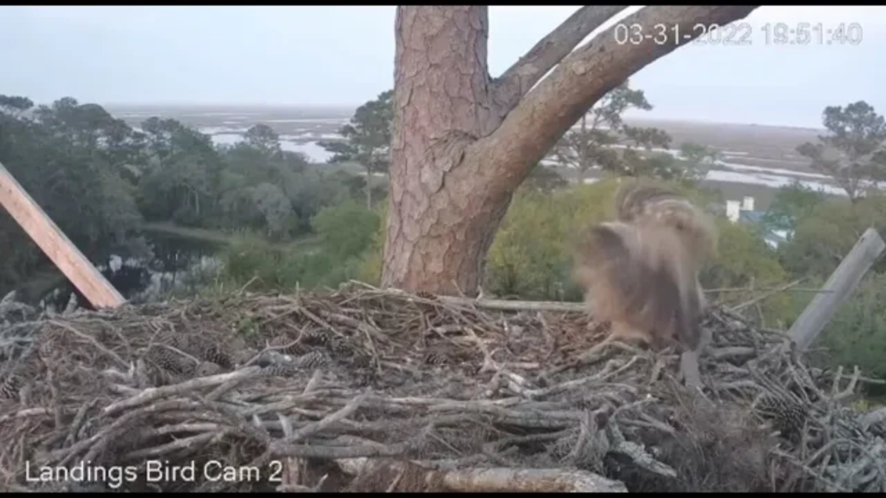 Wingersizing On The Edge 🦉 3/31/22 19:51