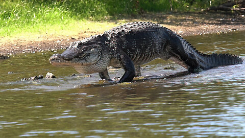 Yikes! That's a Big Boy.