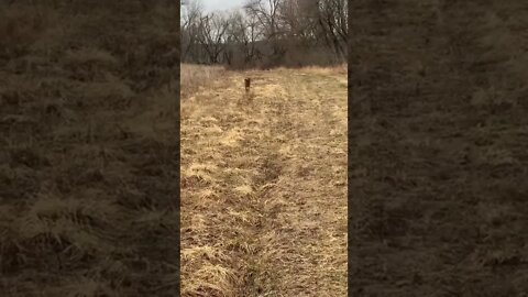 100yd Blind Retrieve - Murph is improving