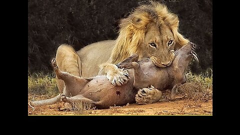 "Lion vs. Lizard: Battle for Supremacy in the Untamed Wilderness!" Wild Animals 2023