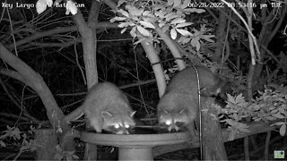 Thirsty Raccoons