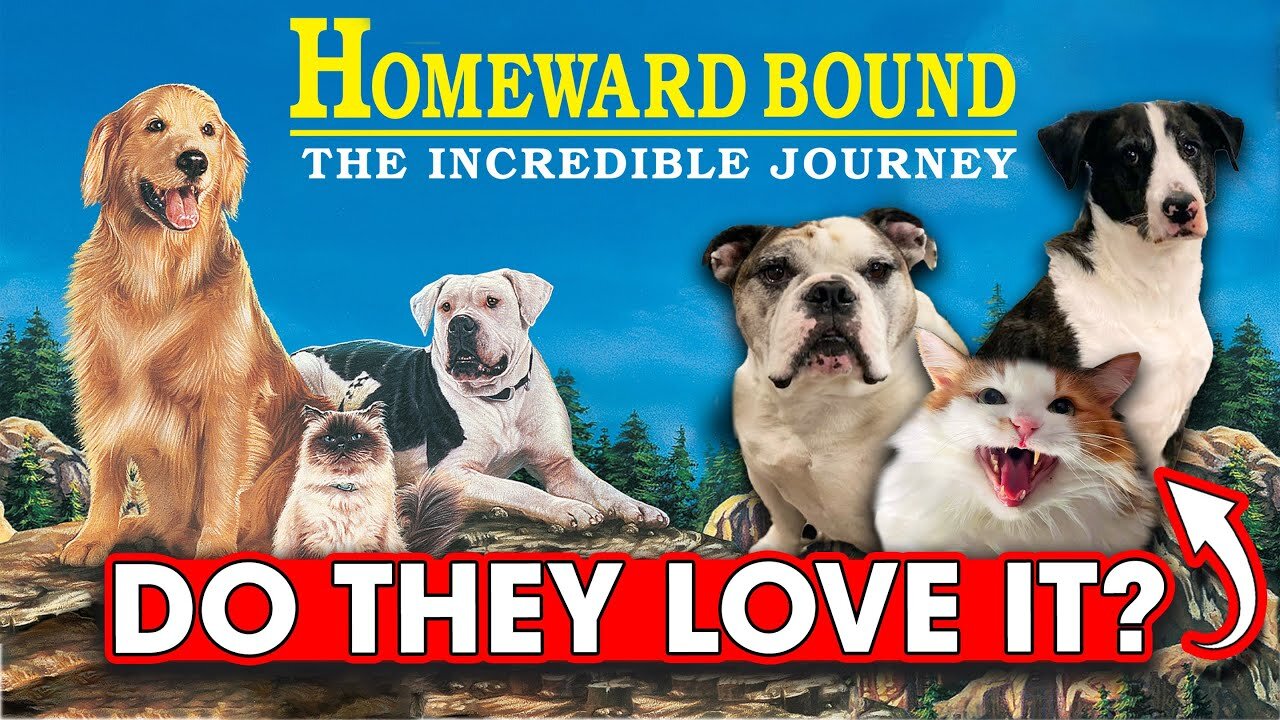 Do Animals Love Homeward Bound? – Hack The Movies