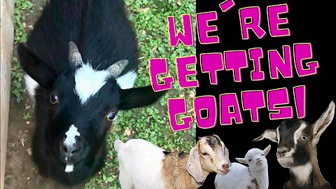 We're Getting Goats!