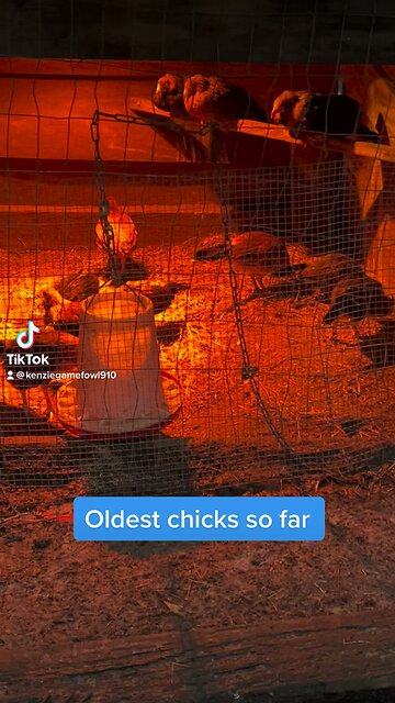 2023 Gamefowl Chicks