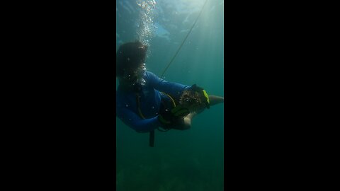 Puffer fish #ocean #snorkeling #thirdlung #diving #clear