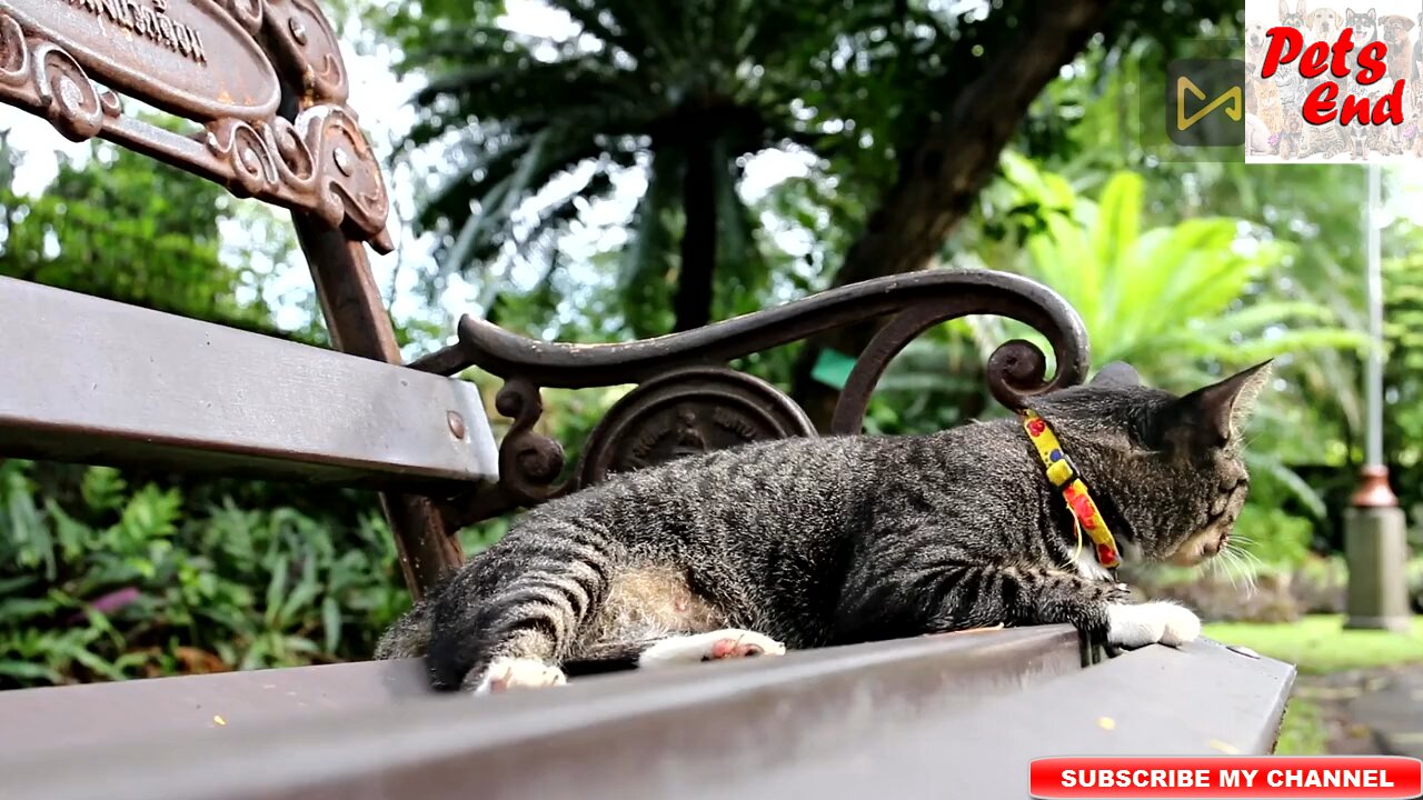 The funniest Pets Fun with cats and lion funny Video 2023
