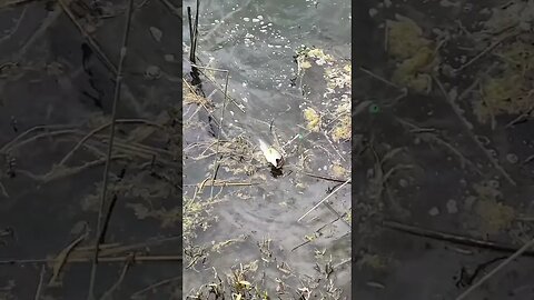 Nice pond bass float fishing a 1” Micro Craw! #fishing #bass #bassfishing #pondfishing #shorts