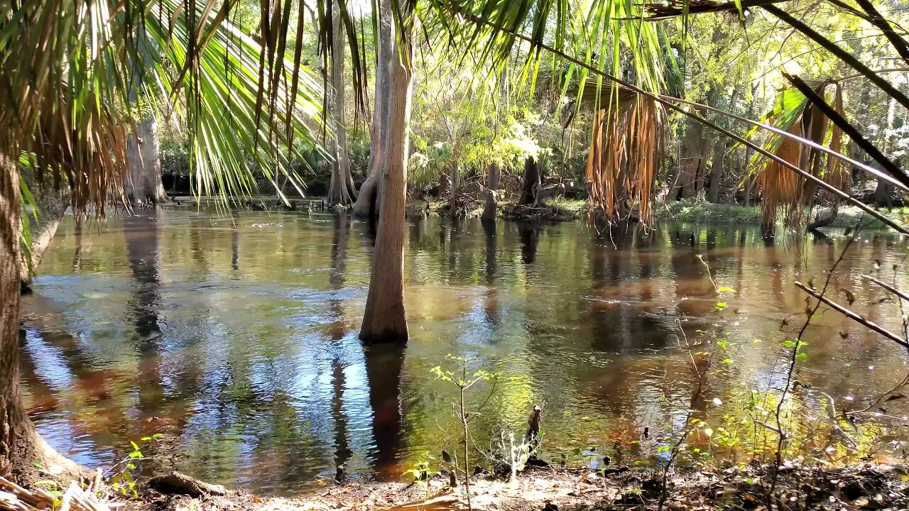 Steinhatchee River - Fall 2021