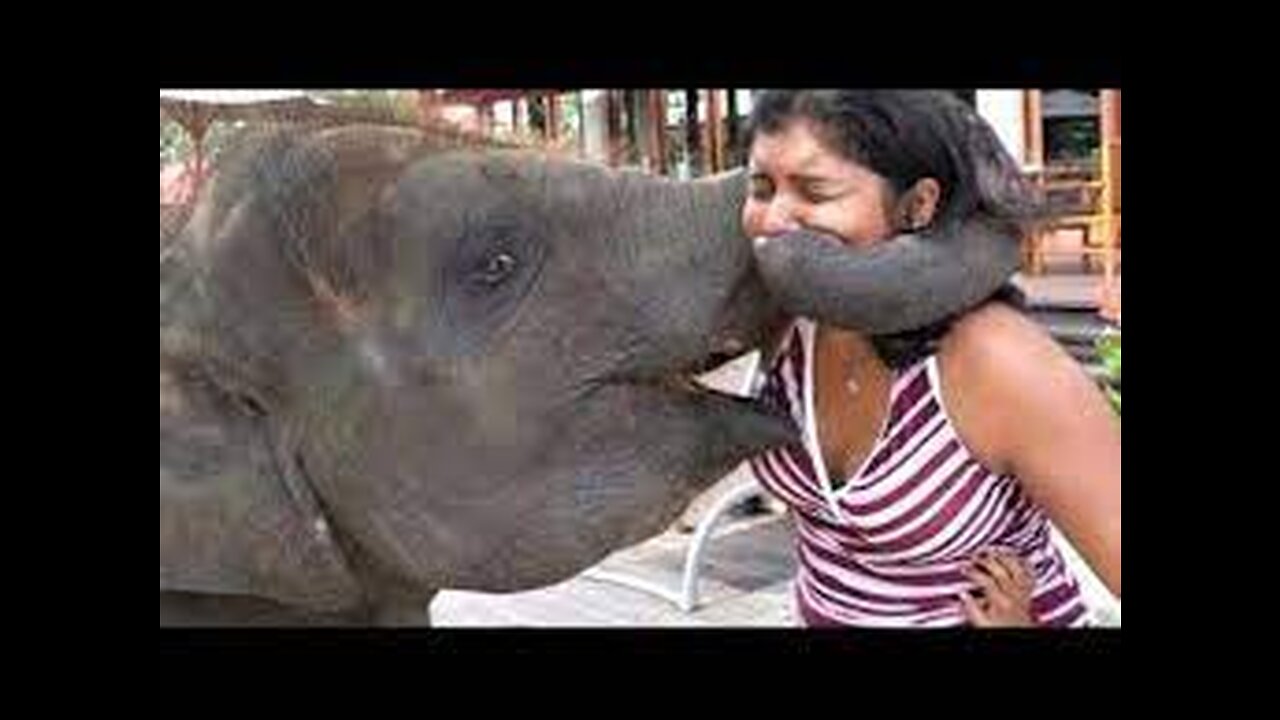 Peoples FAILS and FUNNY Animals! BEST Funny videos Compilation. #Part12