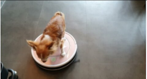 Funniest Dogs and 😻 Cats - Awesome Funny Pet Animals Life Videos