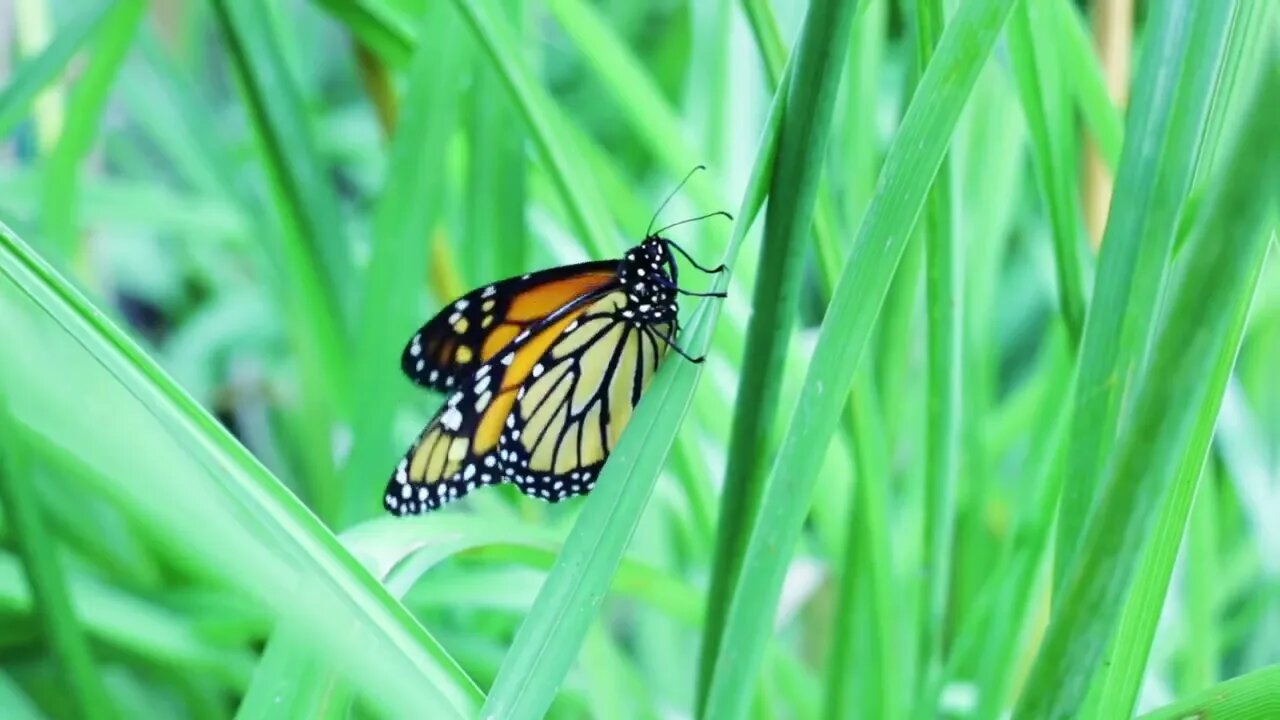 Monarch Butterfly Flapping Wings