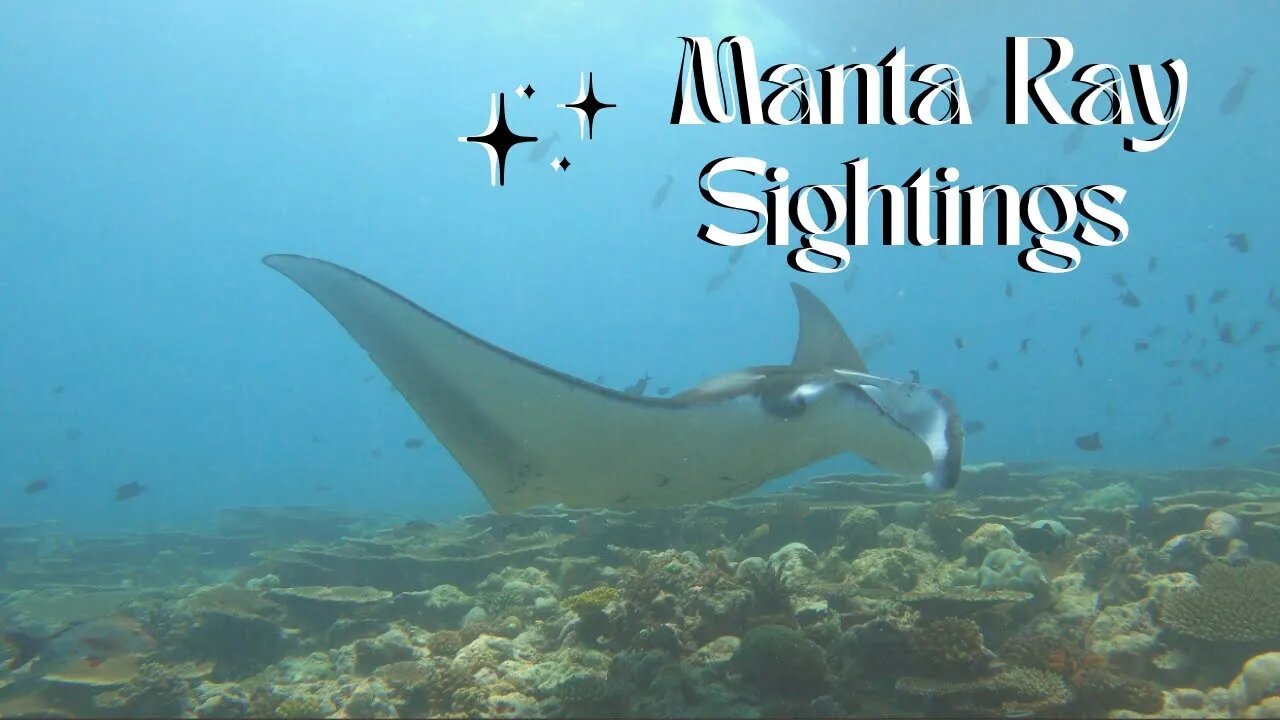 Manta Ray Sightings in Maldives | #mantaray #underwater #diving