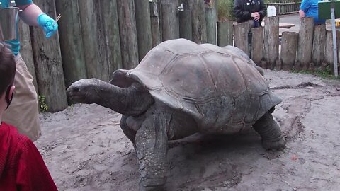 Busch Gardens Aldabra Tortoise Insider Tour 2021