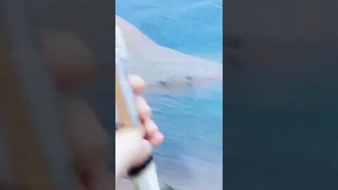#shorts #2022 funny,prank,funjokes,dad jokes,funny memes,funny video,fun,laughing,funny animal,knock